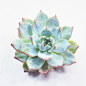 【非常花园】多肉植物 天粉蓝鸟 Echeveria blue bird