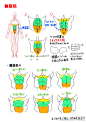 #绘画学习# 【 漫画原型，男性肌肉的绘制教程】参考学习！作者：xylo