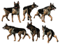 德国牧羊犬PNG