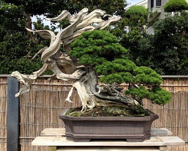 日本盆景大师木村政彦masahikokimura作品67676767