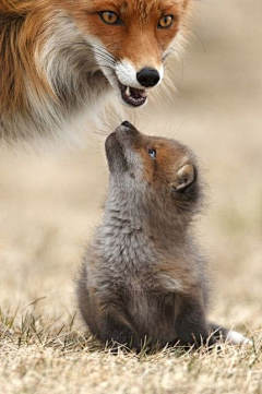 嗤嗤小跟班采集到动物-狐狸