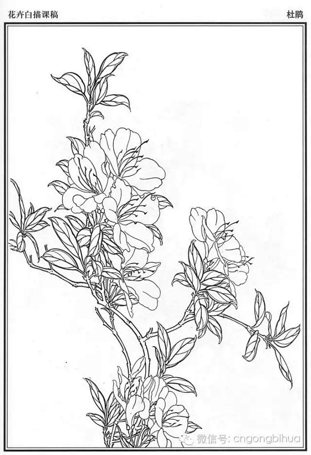 植物线稿 (796)