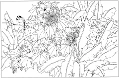芙蓉花鸟高清工笔花卉白描线稿丨手绘素材上色练习