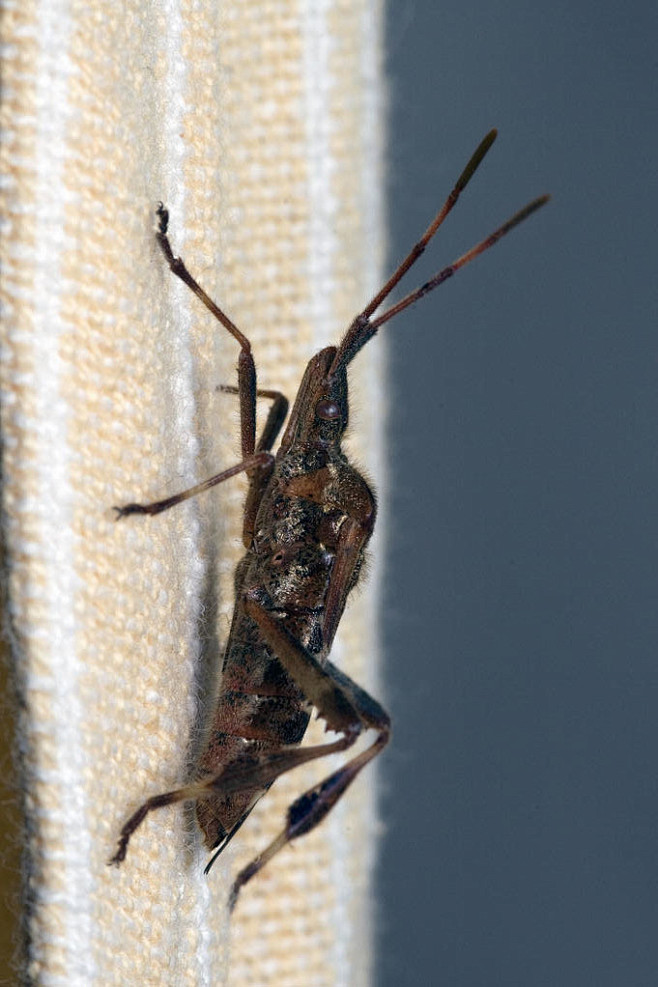 半翅目显角亚目缘蝽科缘蝽