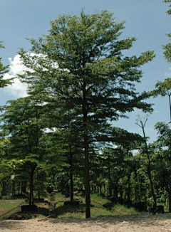 黄panpan采集到植物选型图