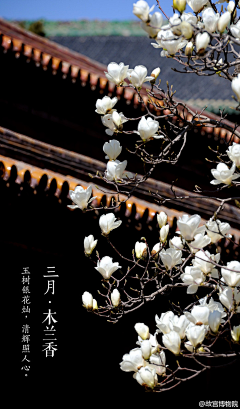 是喃不是男采集到植物
