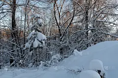 冬季森林景观与白雪覆盖的圣诞树。冬天森林里白雪覆盖的树木。在日落的冬季森林海报，日历，帖子，屏幕保护