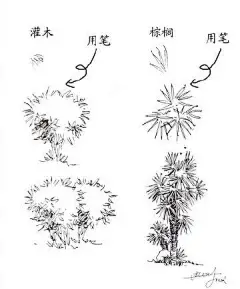 整理收集分享一些关于植物速写绘制的方法参考！超实用，值得收藏！#600岁太庙当代艺术首秀# ​​​​