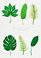 热带植物 六种绿色叶子 水彩手绘插画PSD 热带植物|植物|绿色|叶子|水彩|手绘插画