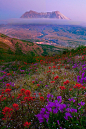  圣海伦火山的野花