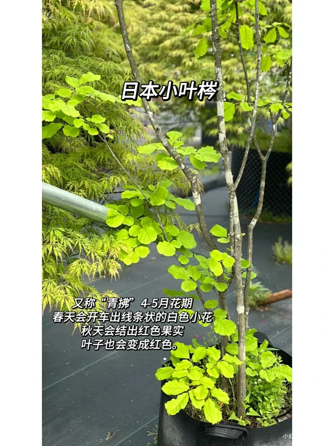 杂木庭院常用植物品种推荐合集 - 小红书-花瓣网