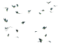 新飞舞蝴蝶蜻蜓PSD/PNG/JPG素材外景婚纱写真影楼后期PS设计素材