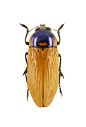 Pictorial beetle collection of the Royal Belgian Institute of Natural Sciences