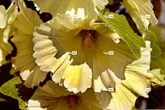 花朵 花壁纸 蜀葵 盛开 花卉背景 植物 夏天 花园 美丽的花朵