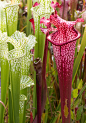 瓶子草（Sarracenia）属于瓶子草科瓶子草属植物，本属植物原产西欧、北美和墨西哥等地。因为它们的筒状叶内能分泌消化液，与其贮藏的雨水相混可促使陷入筒内的昆虫溃烂。也就是说，它们是用叶子来捕捉和消化蚂蚁、黄蜂等昆虫的。