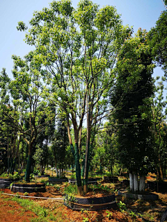尘世浮烟采集到植物单体