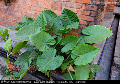 露游子采集到植物