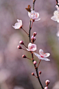 Just blooming without a care