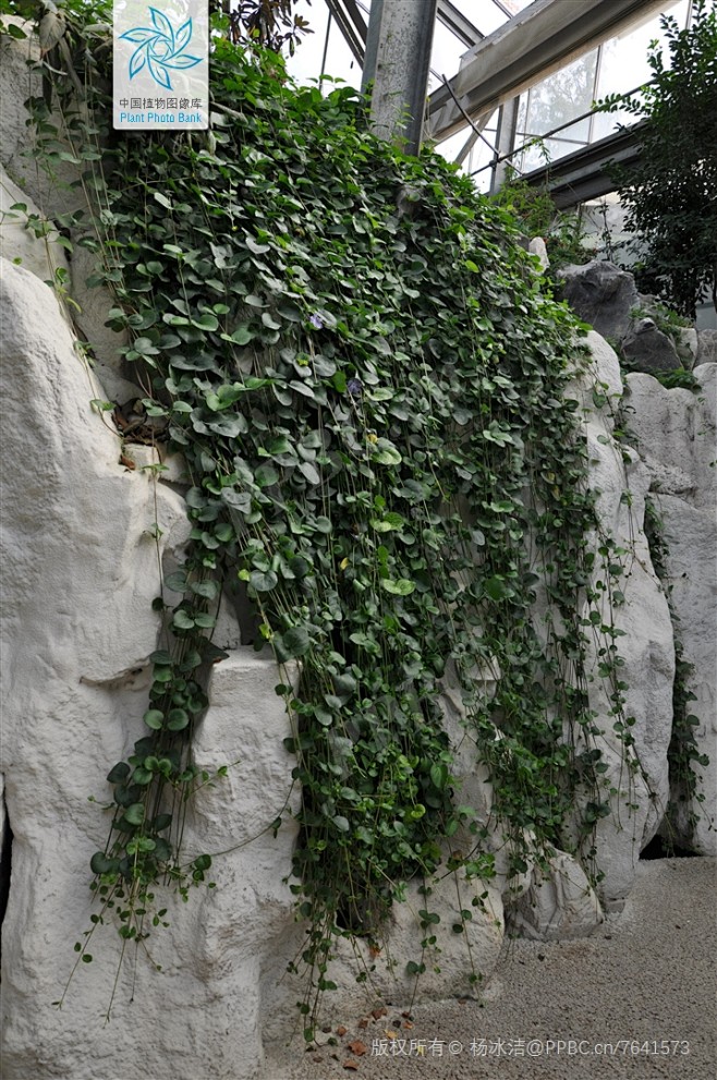 蔓长春花 Vinca major L. 中国植物图像库