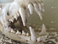狼的头骨特写，所有的牙齿都是亮白色的