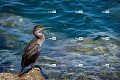 大鸬鹚 鸟 大黑食鱼鸟 自然 黑色的翅膀 鸟类学 鸟背景 鸟壁纸