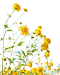 花丛png 2