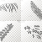 阴影,植物,图像特效,多层效果,叶子,矢量,鸡尾酒,极简构图,高雅,布置