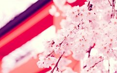 漂亮电脑桌面花卉图片桌面壁纸1