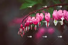 心 粉色的 哭泣的心 美丽的花朵 自然 流泪的心 盛开 花壁纸