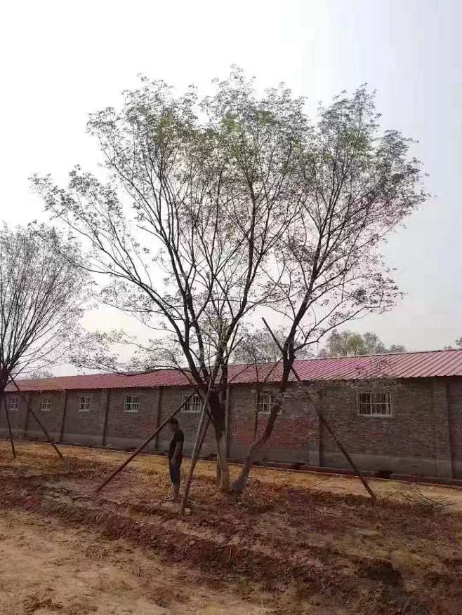丛生元宝枫