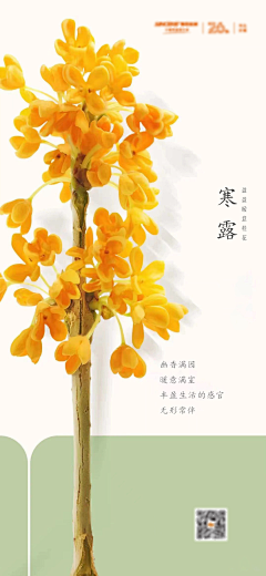 呦呦耶耶采集到桂花