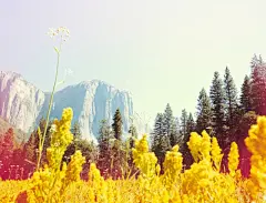 【完美壁纸】超级赞的小清新照片，第一张就很有名哦！