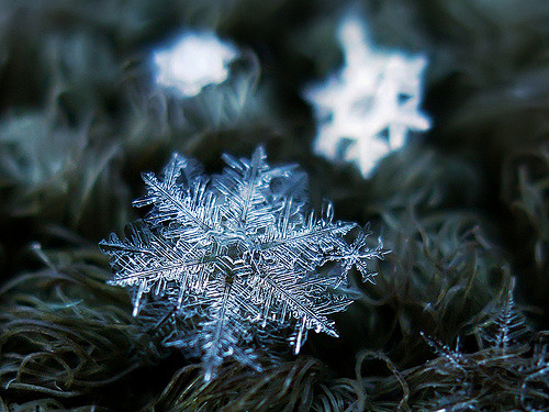 Snowfall 雪花、雪晶摄影 by ...