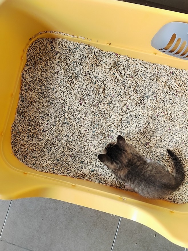 猫砂豆腐猫砂10斤装包邮除臭结团40斤实...