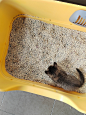 猫砂豆腐猫砂10斤装包邮除臭结团40斤实惠装豆腐砂20公斤猫咪用品-淘宝网