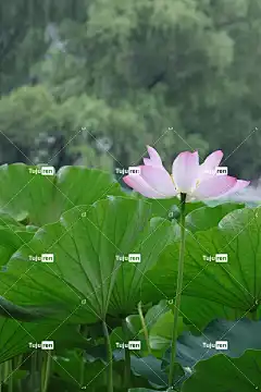 莲花 手机壁纸 粉红色的花 莲花池 水生植物 池塘 高清壁纸 自然