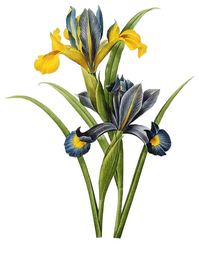 花手绘PNG