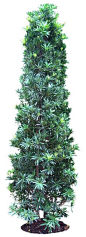 podocarpus_mL01.png (399×1100)