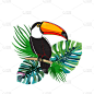 Exotic bird with tropical leaves. Realistic illust