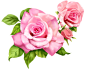 PNG素材#免抠图#漂浮素材#植物素材 #花朵素材#
@冒险家的旅程か★