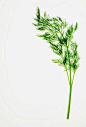 植物颜色,绿色,一个物体,无人,白色背景_gic10950637_Organic dill (herb) on white background_创意图片_Getty Images China