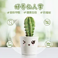 百货绿植仙人掌直通车主图