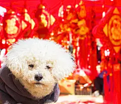 点击来源直接获取大图文件 |Happy New Year of the Dog