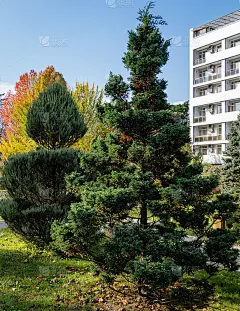 园林设计中的绿化艺术。高利亚奇克吕赫度假小镇秋天公园里修剪的杜松。特写镜头。常绿景观公园。自然概念设
