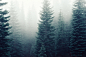 firs-fog-foggy-5049