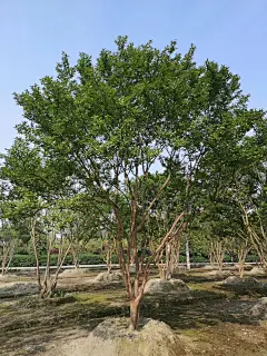 麻楝2-花瓣网