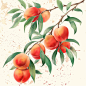 yuanhaoyang_Peach_illustration_appetitive_peaches_bright_colors_0c0c856f-1187-4613-b7ac-05ec9af66ee2