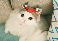 看不见下一秒采集到猫