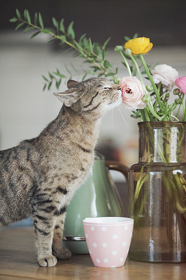 猫和花。