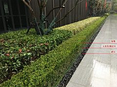 风与林采集到植配